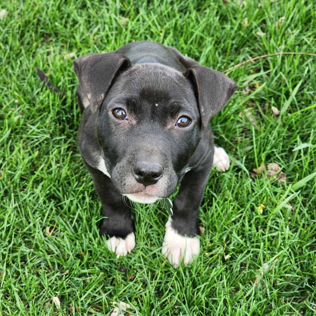 Enlarge Stella, a Adoptable mixed breed in La Grange, KY image 2/3
