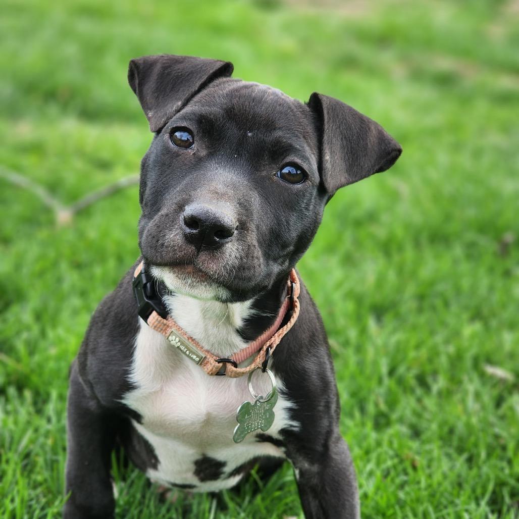 Enlarge Stella, a Adoptable mixed breed in La Grange, KY image 3/3