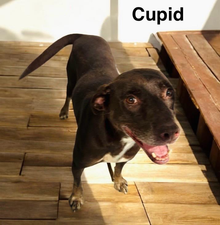 Enlarge Cupid, a Adoptable mixed breed image 1/1