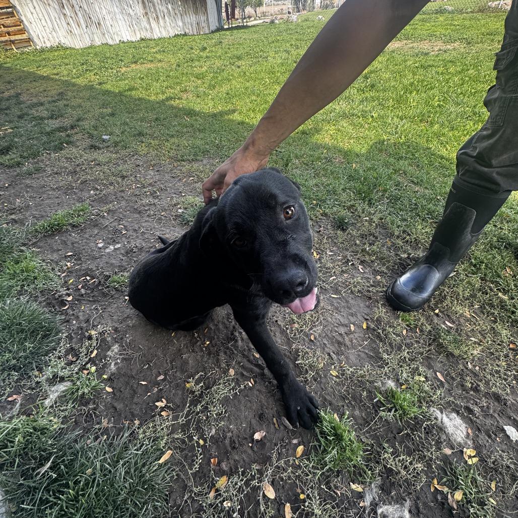 Milo, Adoptable, Young Male Black Labrador Retriever.