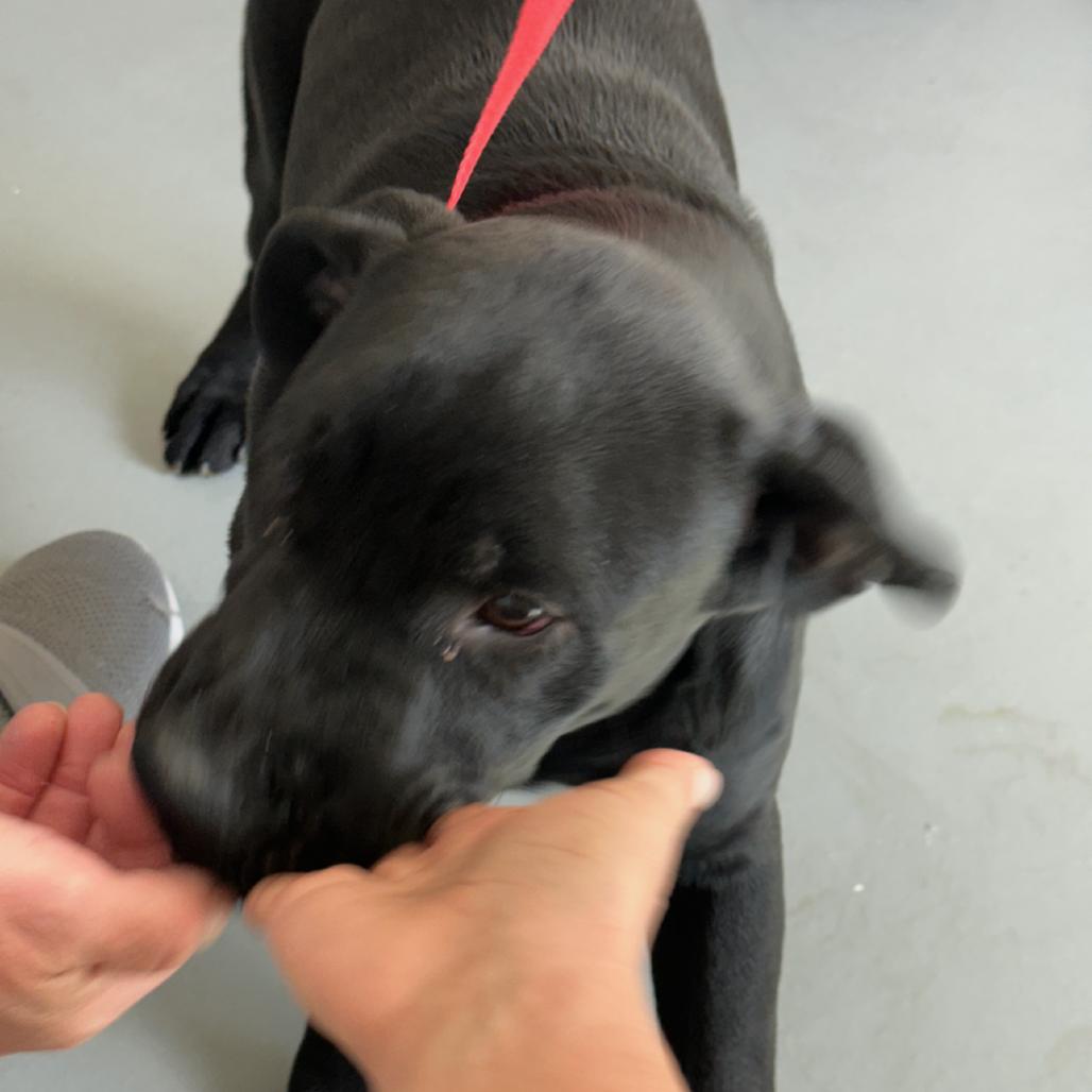 Enlarge Milo, a Adoptable Black Labrador Retriever in Carlin, NV image 2/5