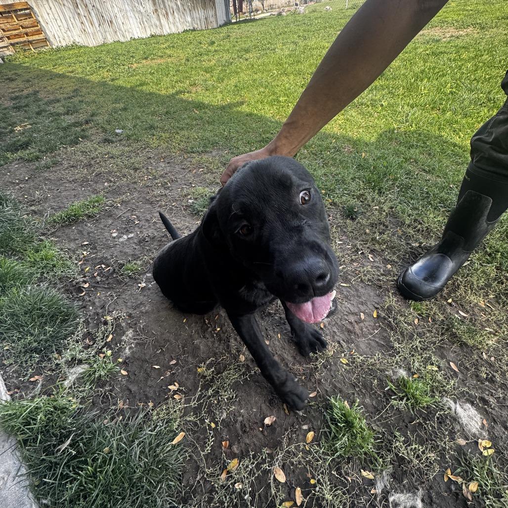 Enlarge Milo, a Adoptable Black Labrador Retriever in Carlin, NV image 3/5