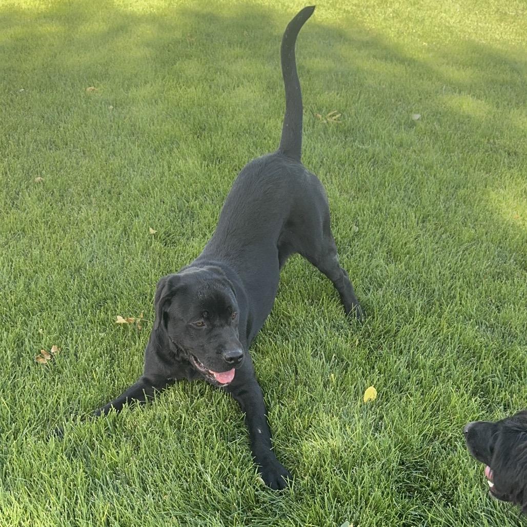 Enlarge Milo, a Adoptable Black Labrador Retriever in Carlin, NV image 4/5
