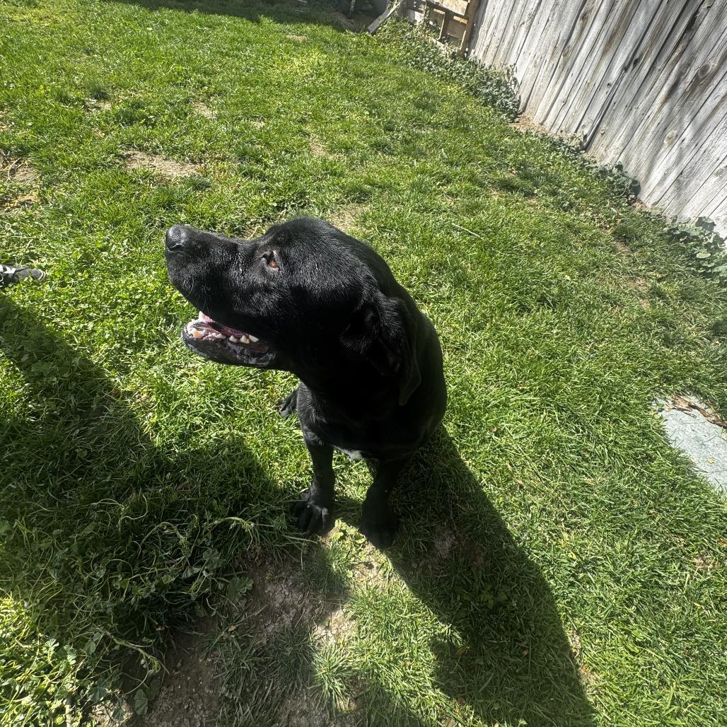 Enlarge Milo, a Adoptable Black Labrador Retriever in Carlin, NV image 5/5