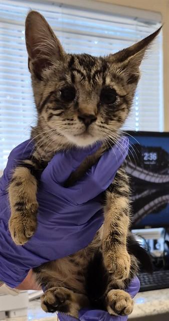 Enlarge RUNA, a Adoptable Domestic Short Hair in Lodi, CA image 1/1