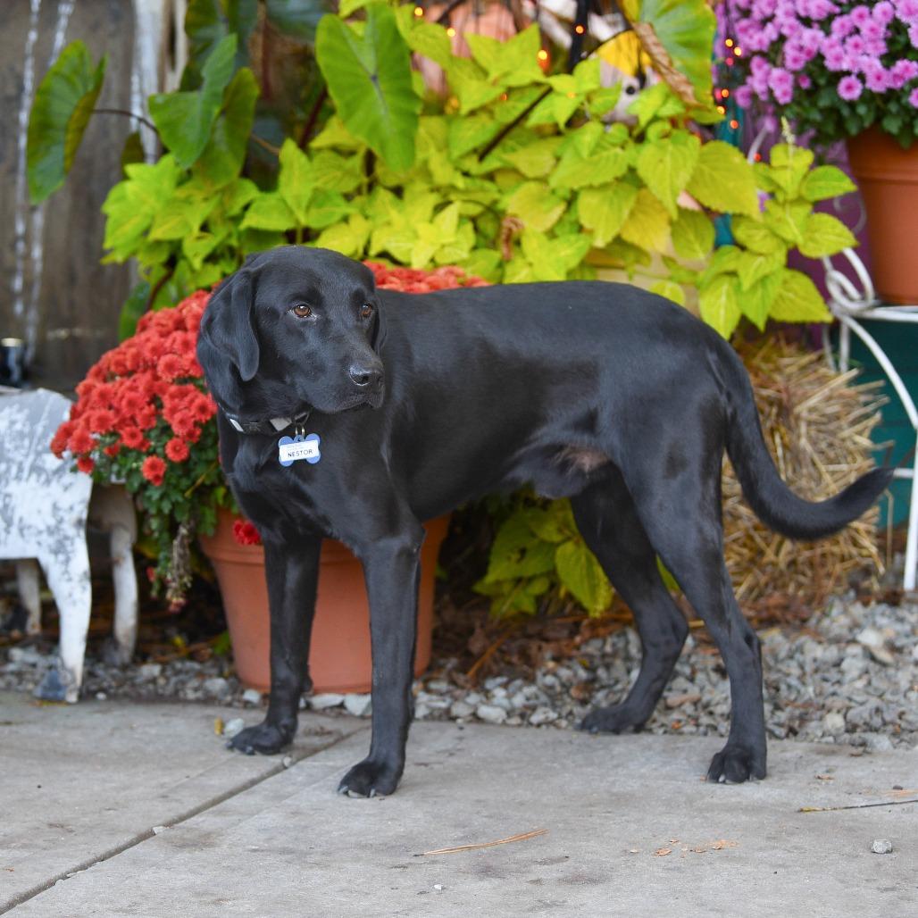 Enlarge Nestor, a Adoptable Labrador Retriever in Wake Forest, NC image 2/6