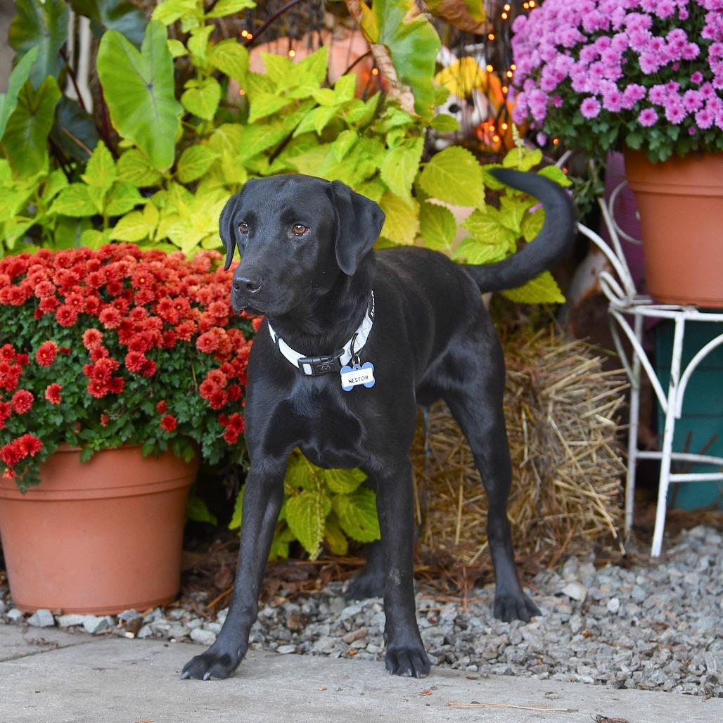 Enlarge Nestor, a Adoptable Labrador Retriever in Wake Forest, NC image 3/6