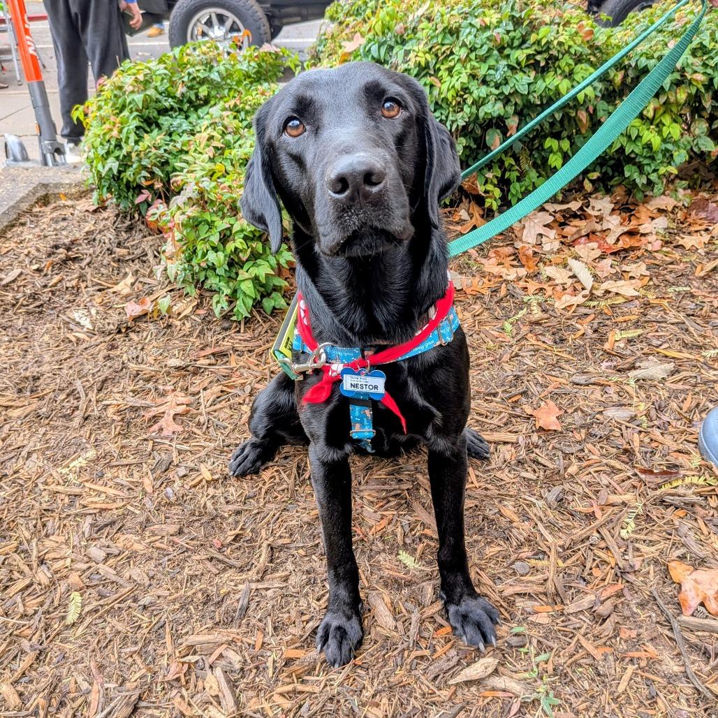 Enlarge Nestor, a Adoptable Labrador Retriever in Wake Forest, NC image 4/6