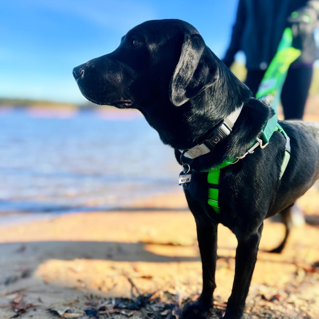 Enlarge Nestor, a Adoptable Labrador Retriever in Wake Forest, NC image 5/6