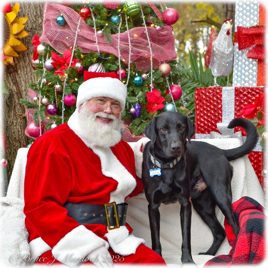 Enlarge Nestor, a Adoptable Labrador Retriever in Wake Forest, NC image 6/6