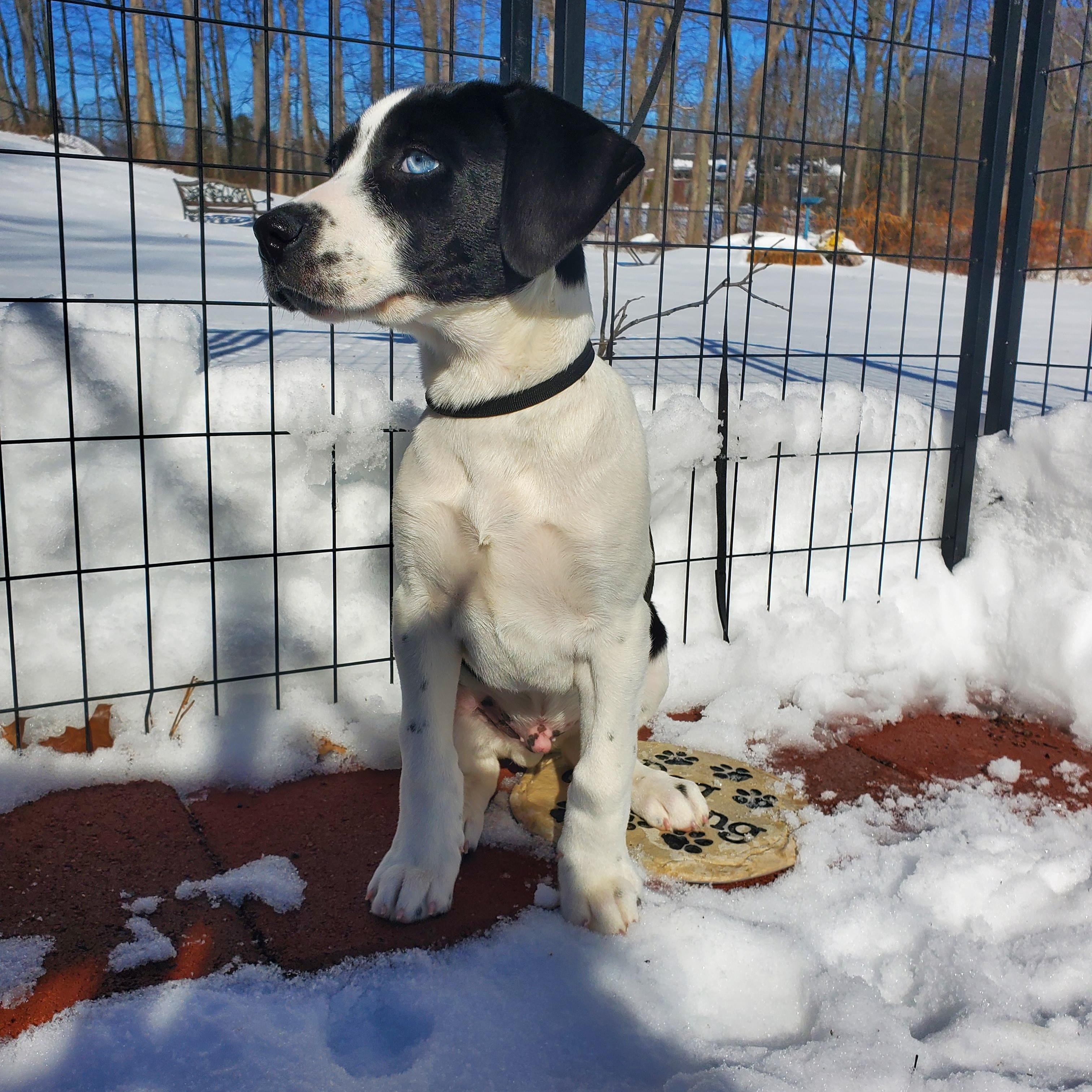 Enlarge Chip, a Adoptable mixed breed in Blairstown, NJ image 4/5