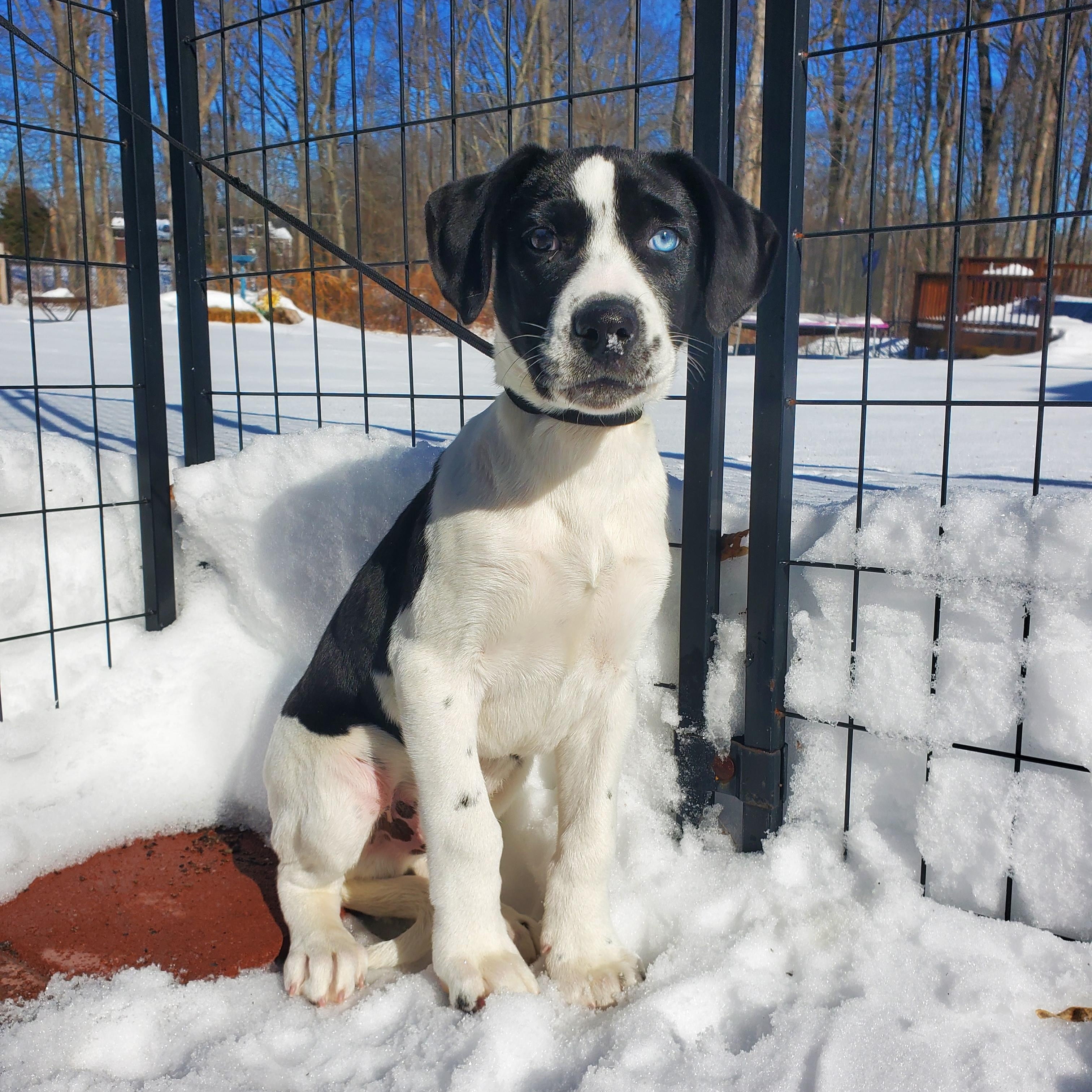 Enlarge Chip, a Adoptable mixed breed in Blairstown, NJ image 3/5