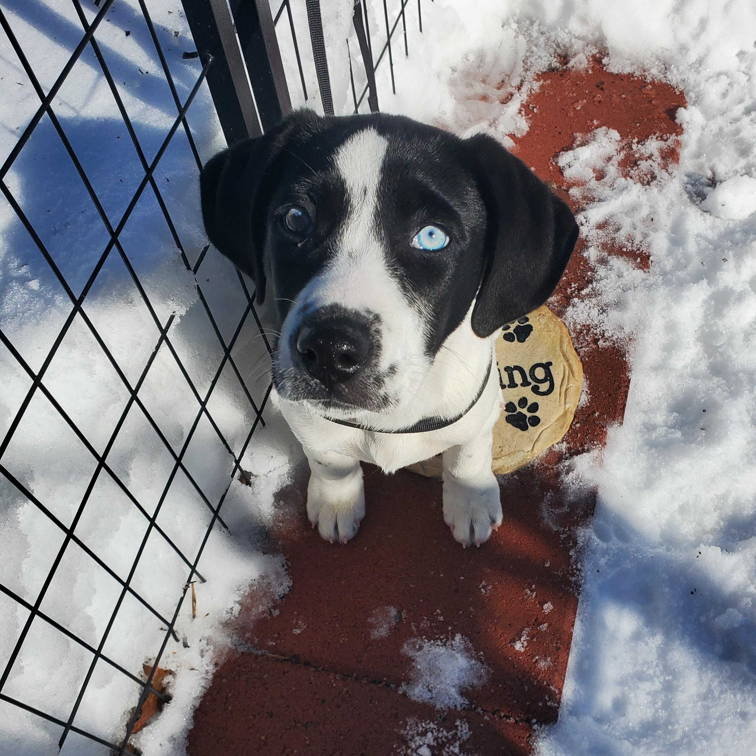 Chip, Adoptable, Puppy Male Labrador Retriever & Pit Bull Terrier.