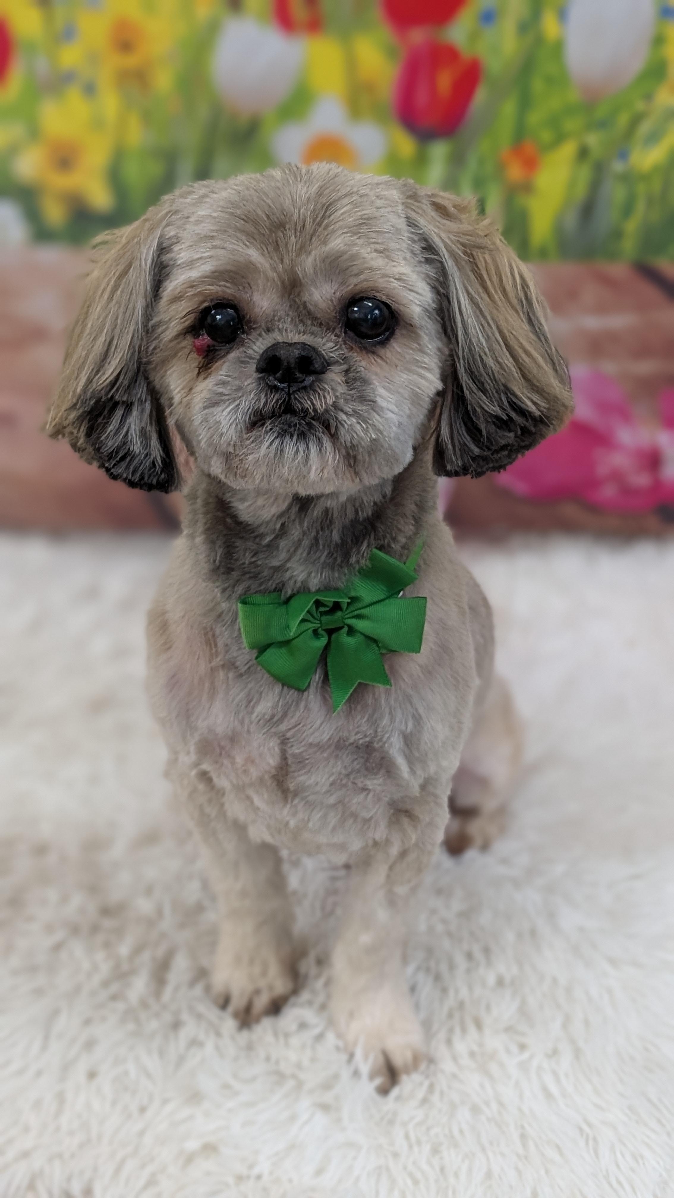 Pogo, ADOPTABLE, Senior Male Shih Tzu.