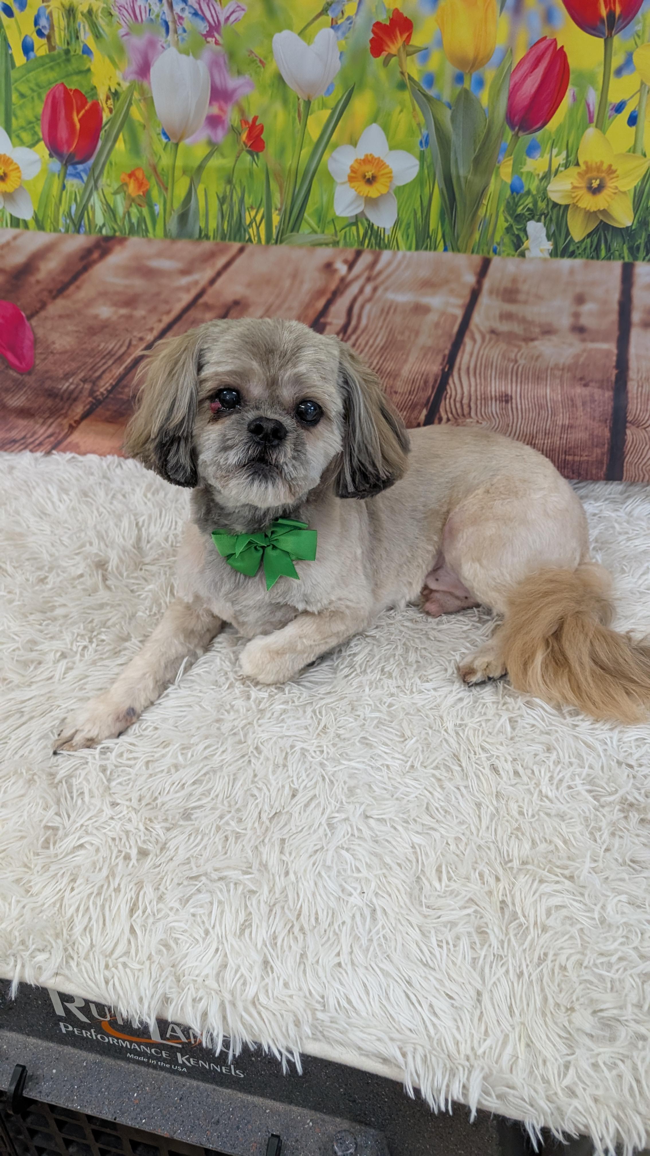 Pogo, a ADOPTABLE Shih Tzu in Sturgis, MI image 4/6