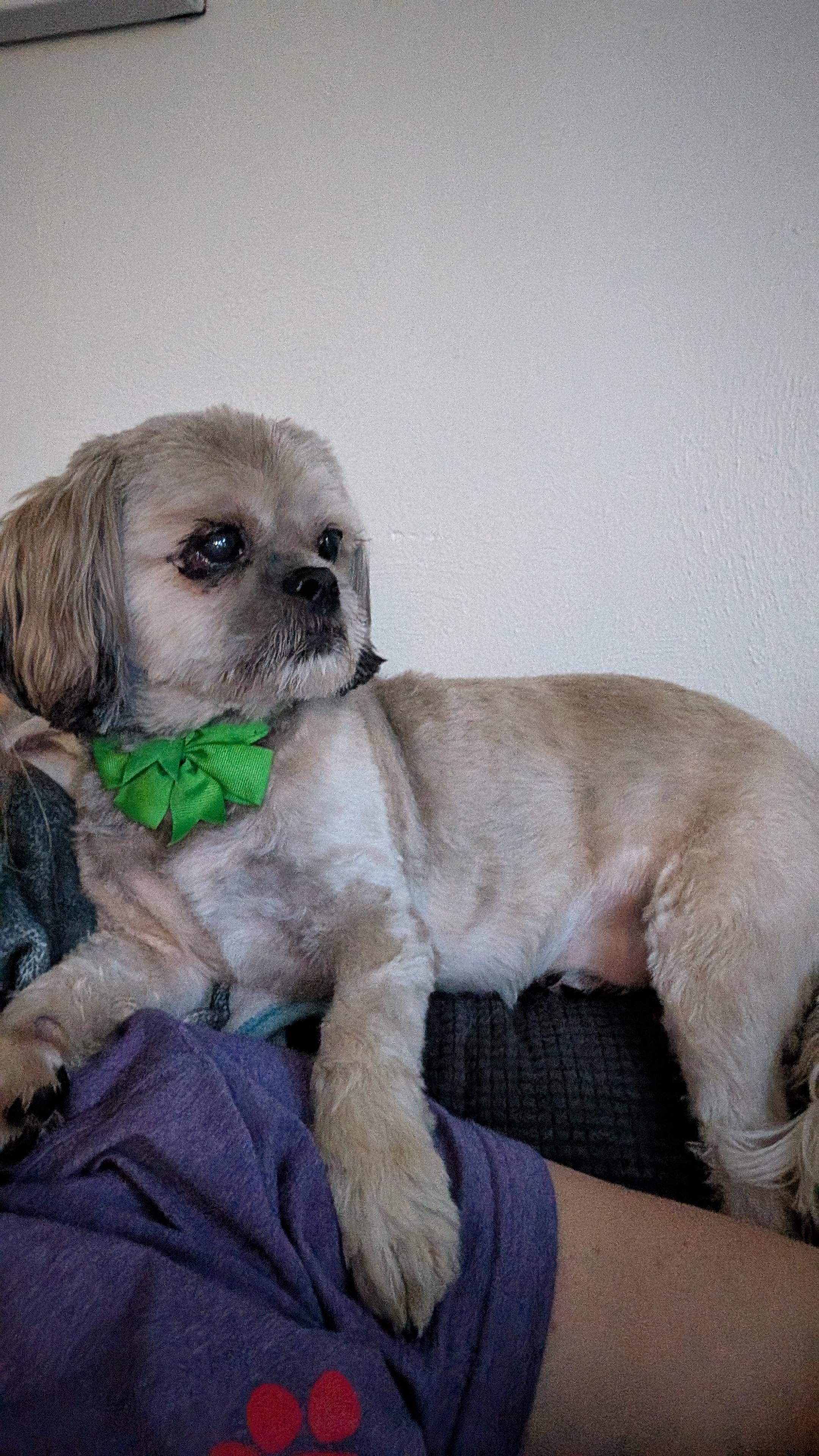 Pogo, a ADOPTABLE Shih Tzu in Sturgis, MI image 3/6