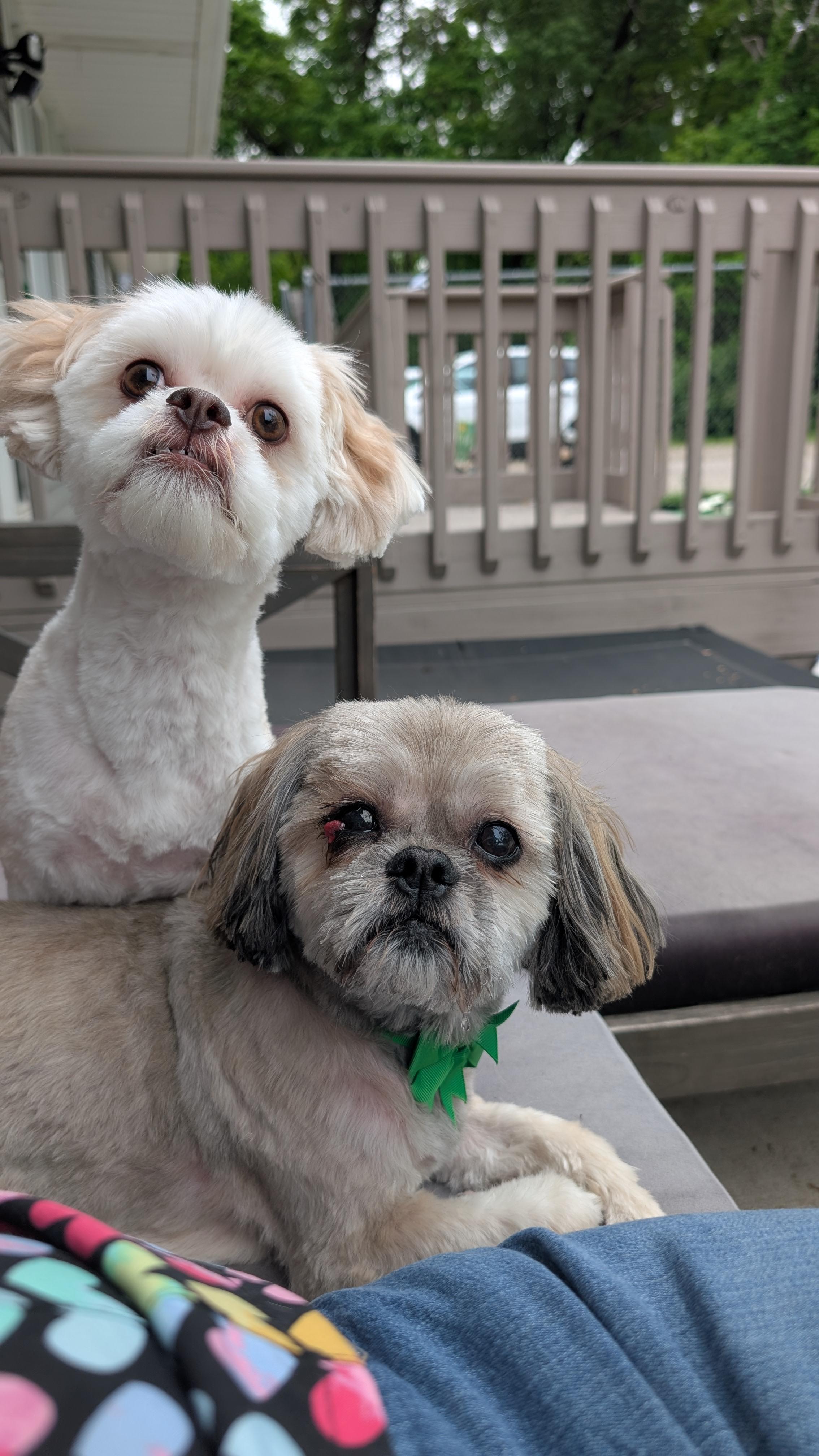 Pogo, a ADOPTABLE Shih Tzu in Sturgis, MI image 6/6