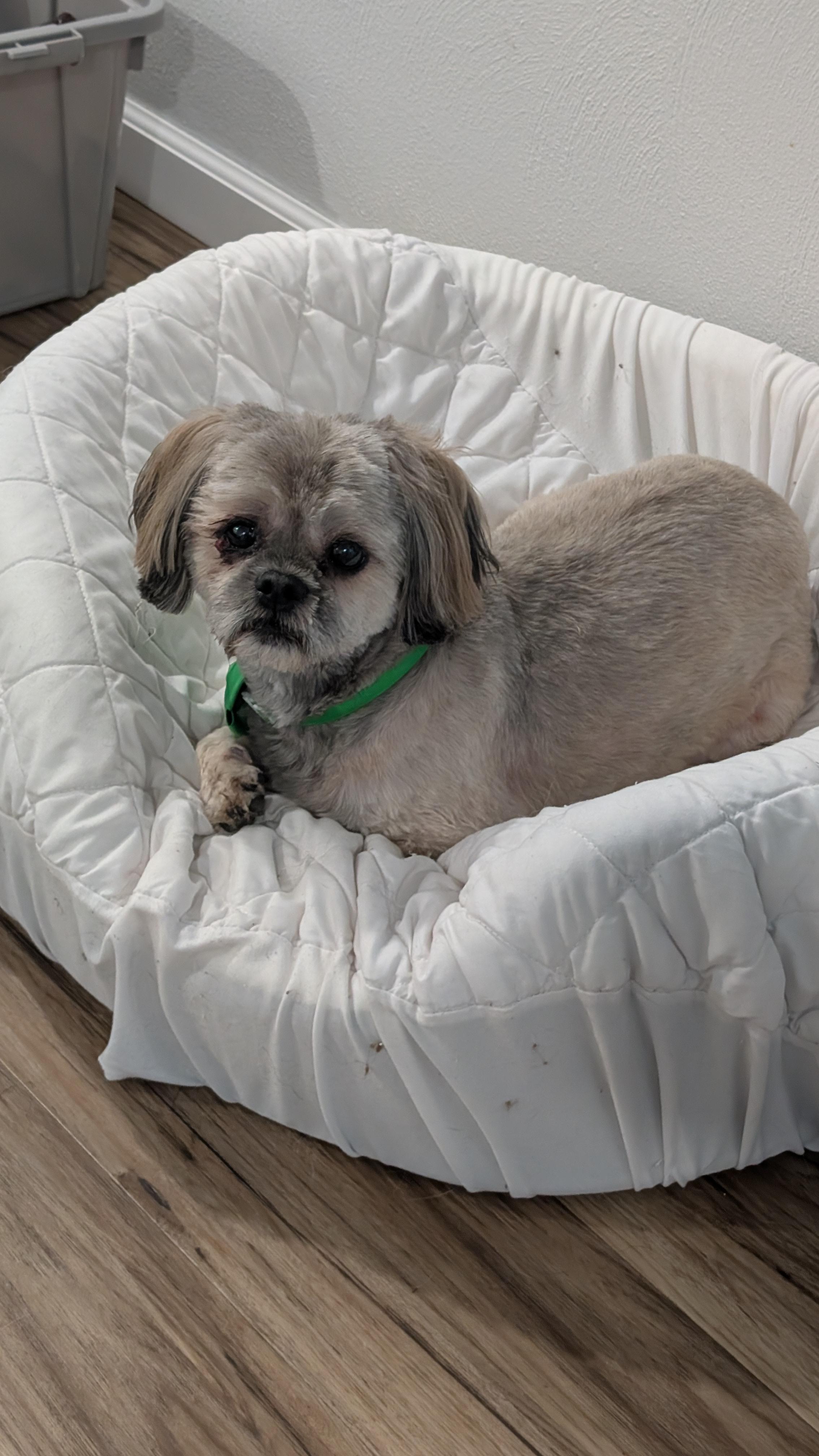 Pogo, a ADOPTABLE Shih Tzu in Sturgis, MI image 2/6