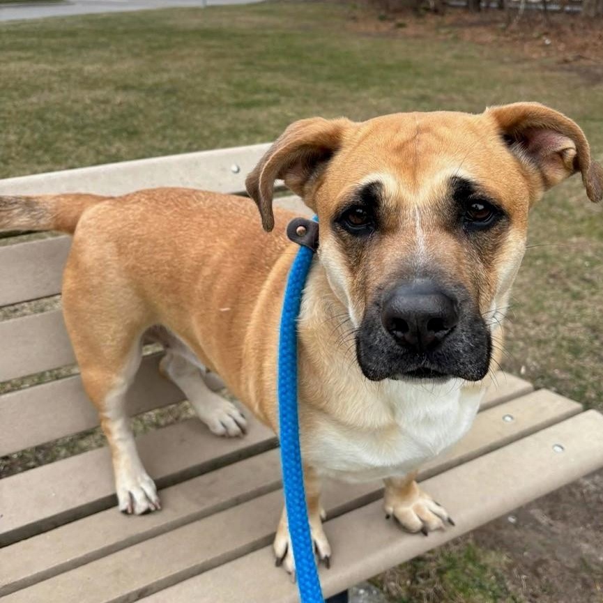 Spice, Adoptable, Adult Female Mixed Breed.