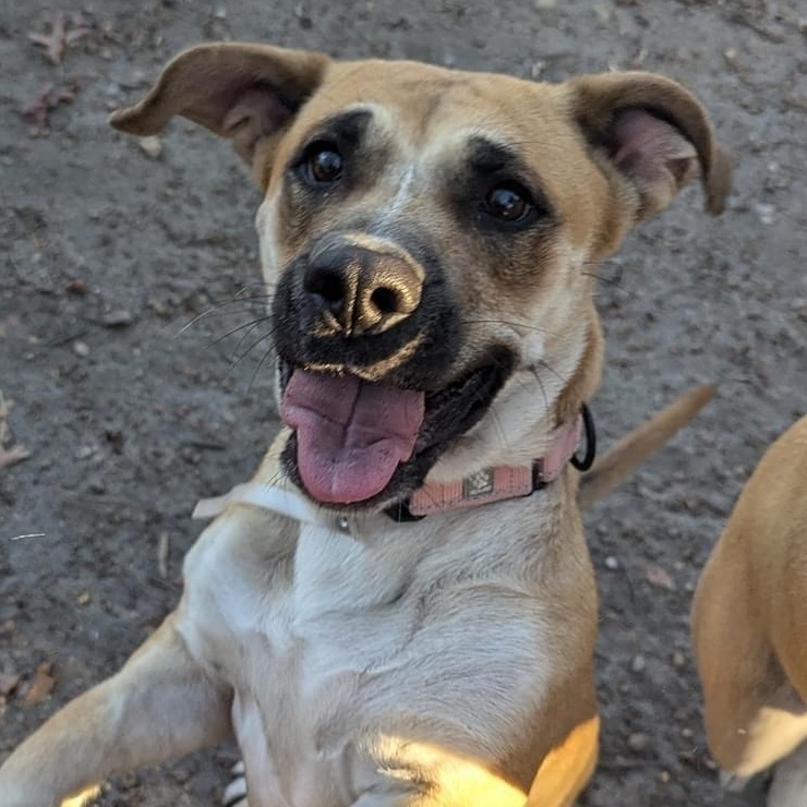 Enlarge Spice, a other Mixed Breed in Brookhaven, NY image 4/4