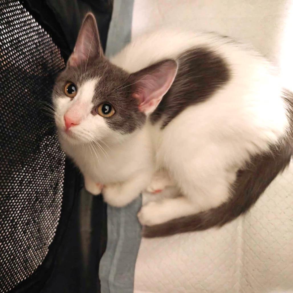 Fog, Adoptable, Kitten Male Domestic Short Hair.