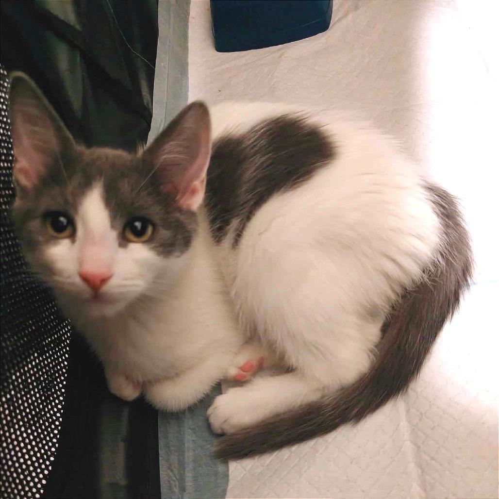 Enlarge Fog, a Adoptable Domestic Short Hair in Forest Hills, NY image 2/6