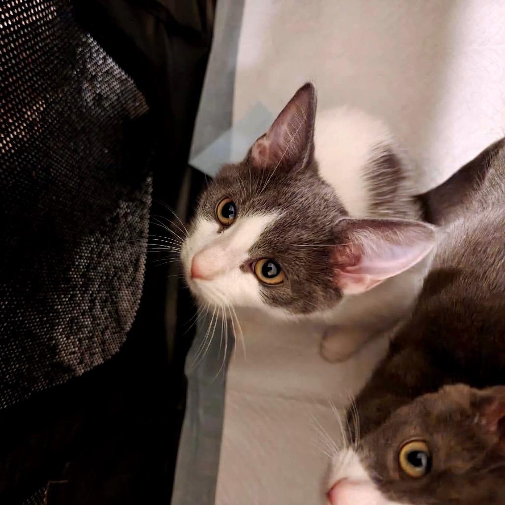 Enlarge Fog, a Adoptable Domestic Short Hair in Forest Hills, NY image 3/6