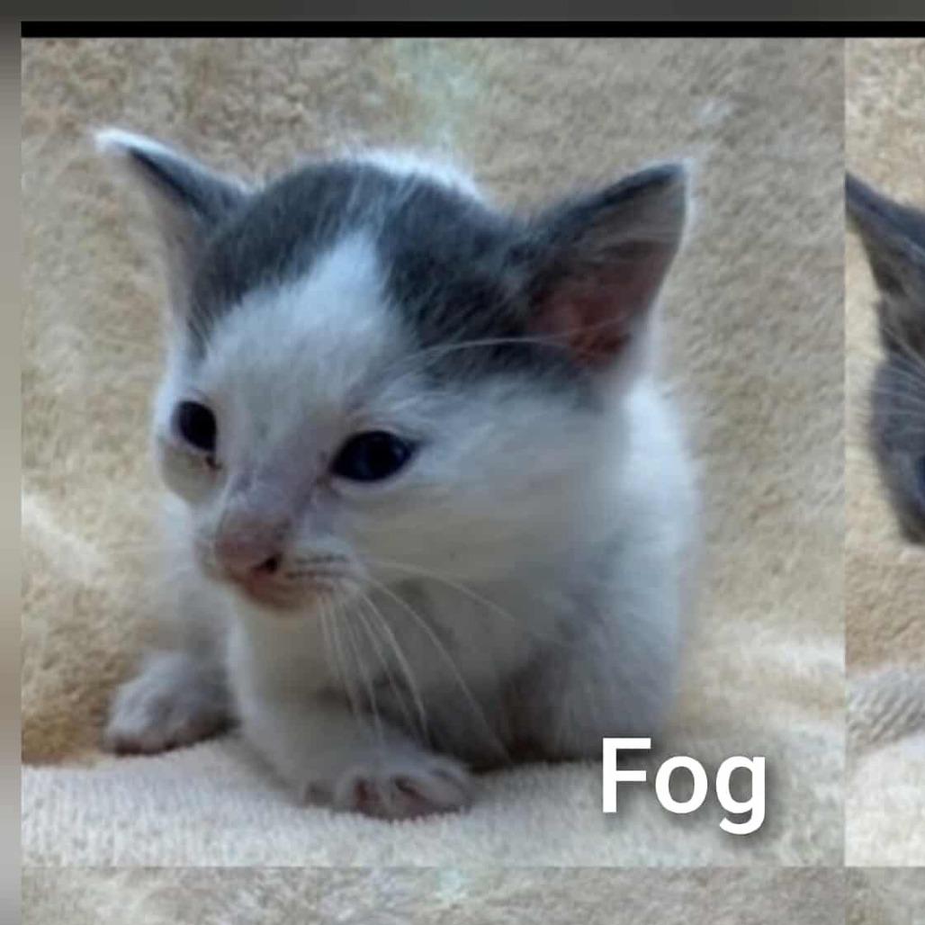 Enlarge Fog, a Adoptable Domestic Short Hair in Forest Hills, NY image 5/6