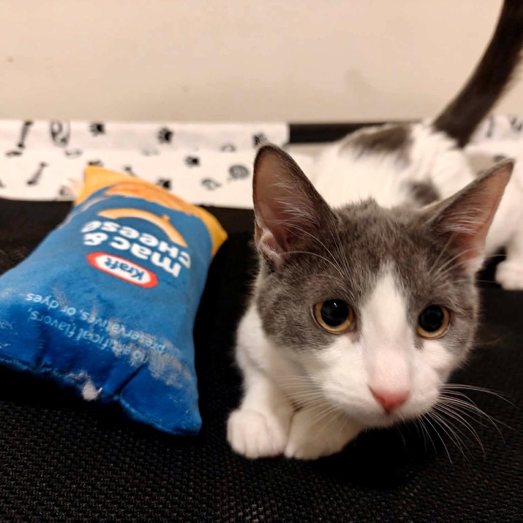 Enlarge Fog, a Adoptable Domestic Short Hair in Forest Hills, NY image 6/6