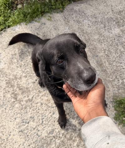 Midnight, adopted, Senior Male Labrador Retriever.