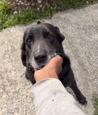 Midnight, an adopted Labrador Retriever in Palmyra, VA image 2/2