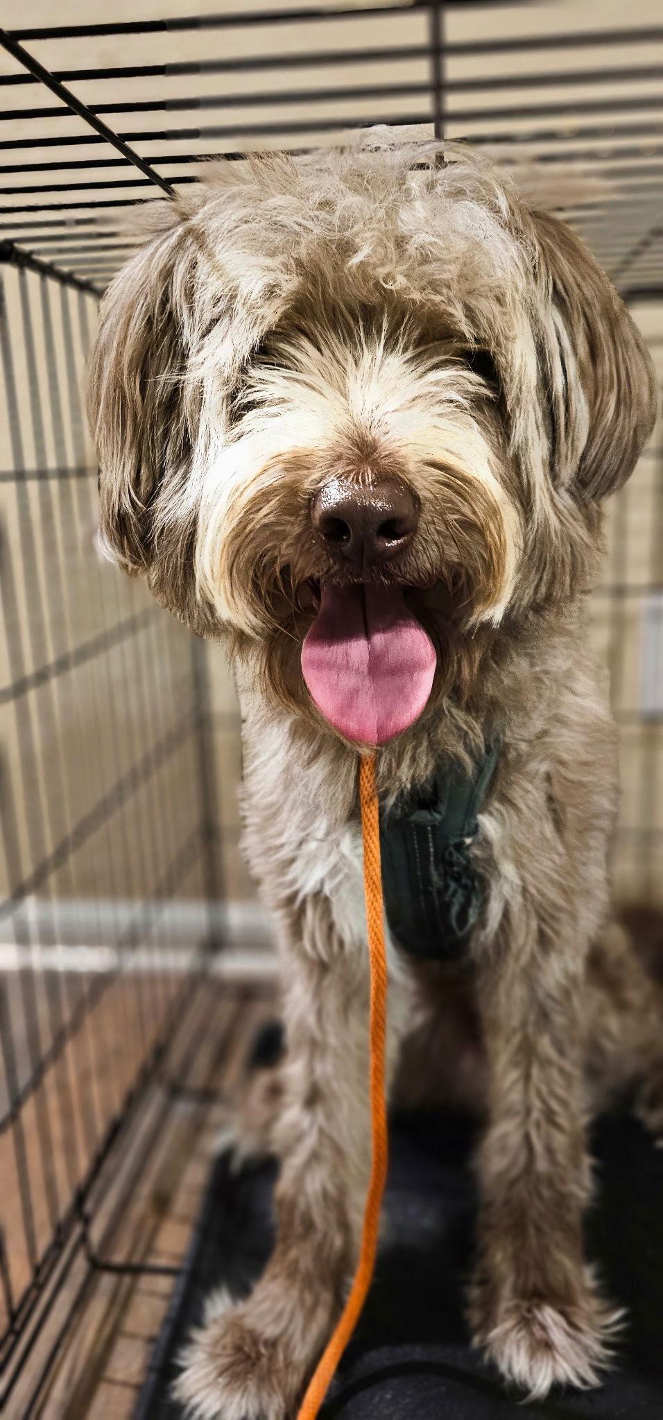 Gohan, Adopted, Adult Male Standard Poodle.