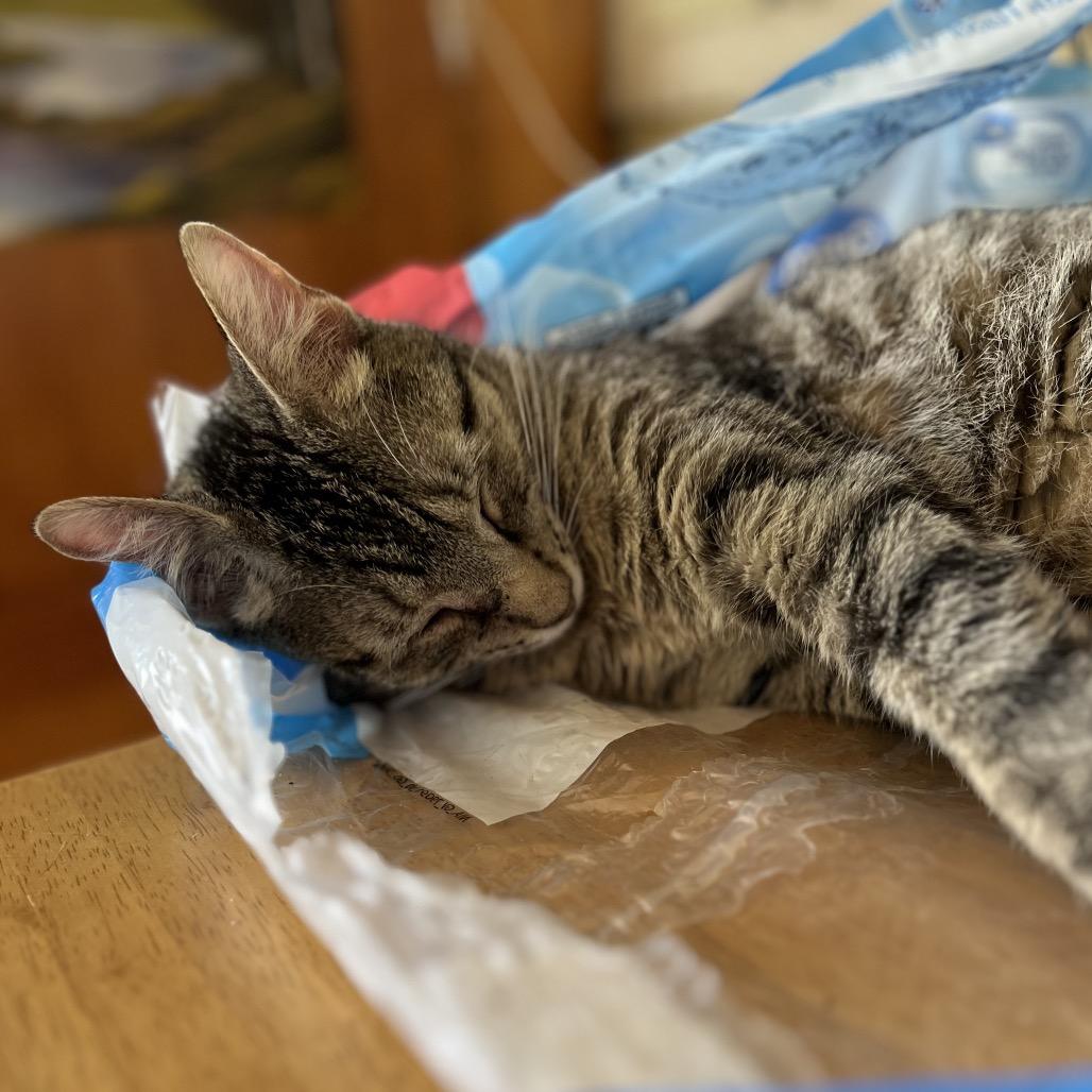 Corporal, Adoptable, Young Male Domestic Short Hair.