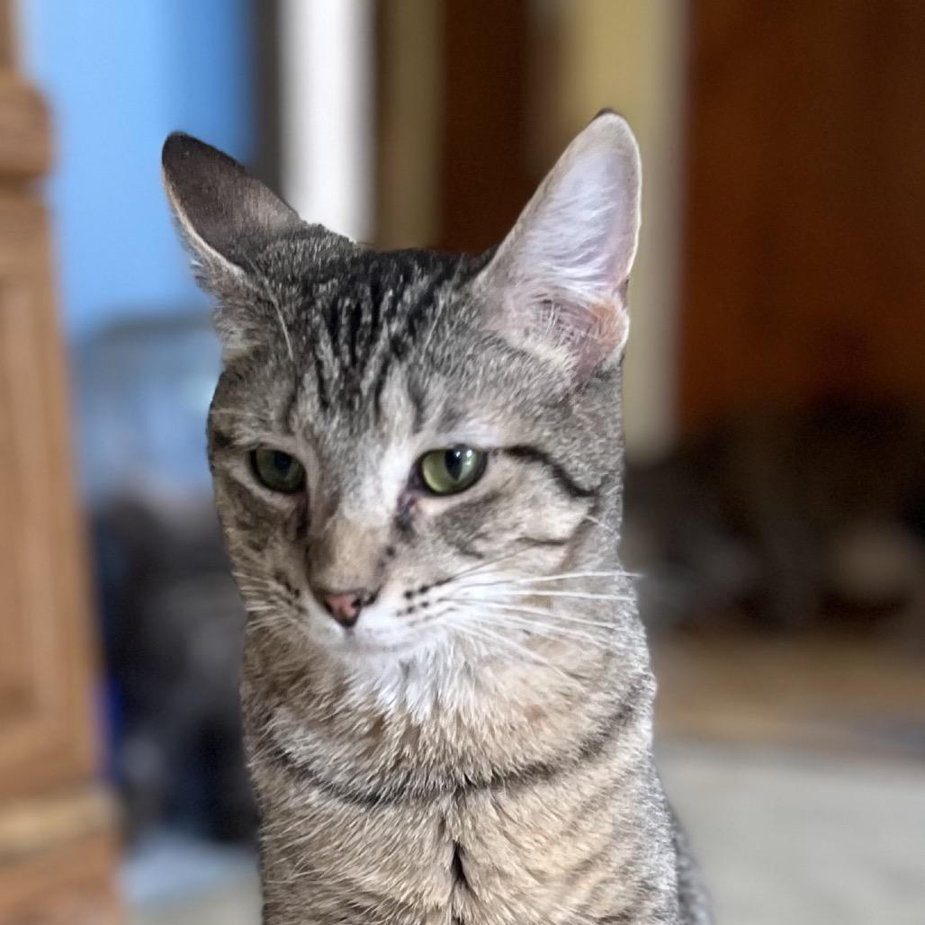 Enlarge Corporal, a Adoptable Domestic Short Hair in Centerville, TN image 2/4