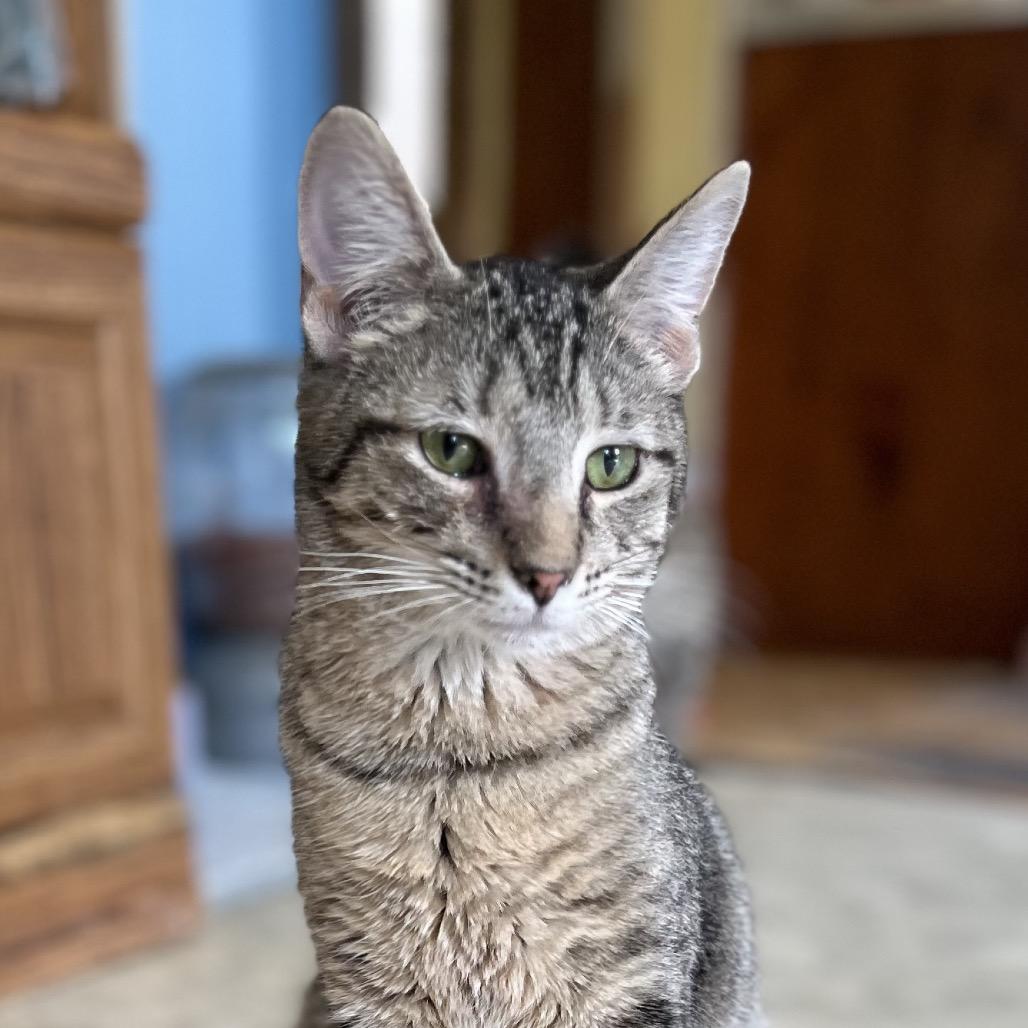 Enlarge Corporal, a Adoptable Domestic Short Hair in Centerville, TN image 4/4