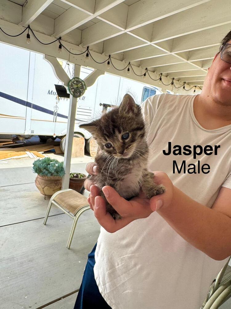 Jasper, Adoptable, Kitten Male Domestic Short Hair.