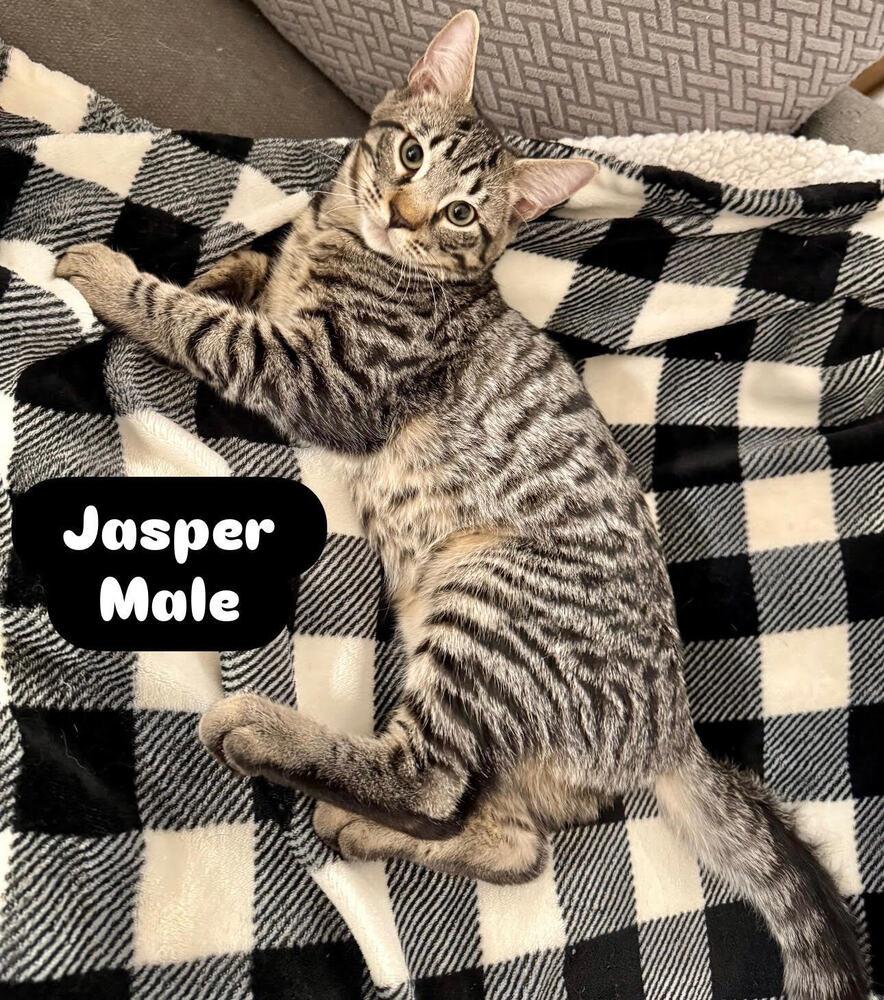 Enlarge Jasper, a Adoptable Domestic Short Hair in Lancaster, CA image 2/3