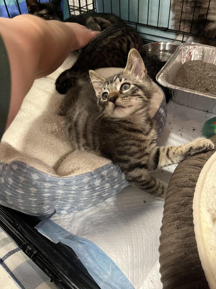 Enlarge Jasper, a Adoptable Domestic Short Hair in Lancaster, CA image 3/3