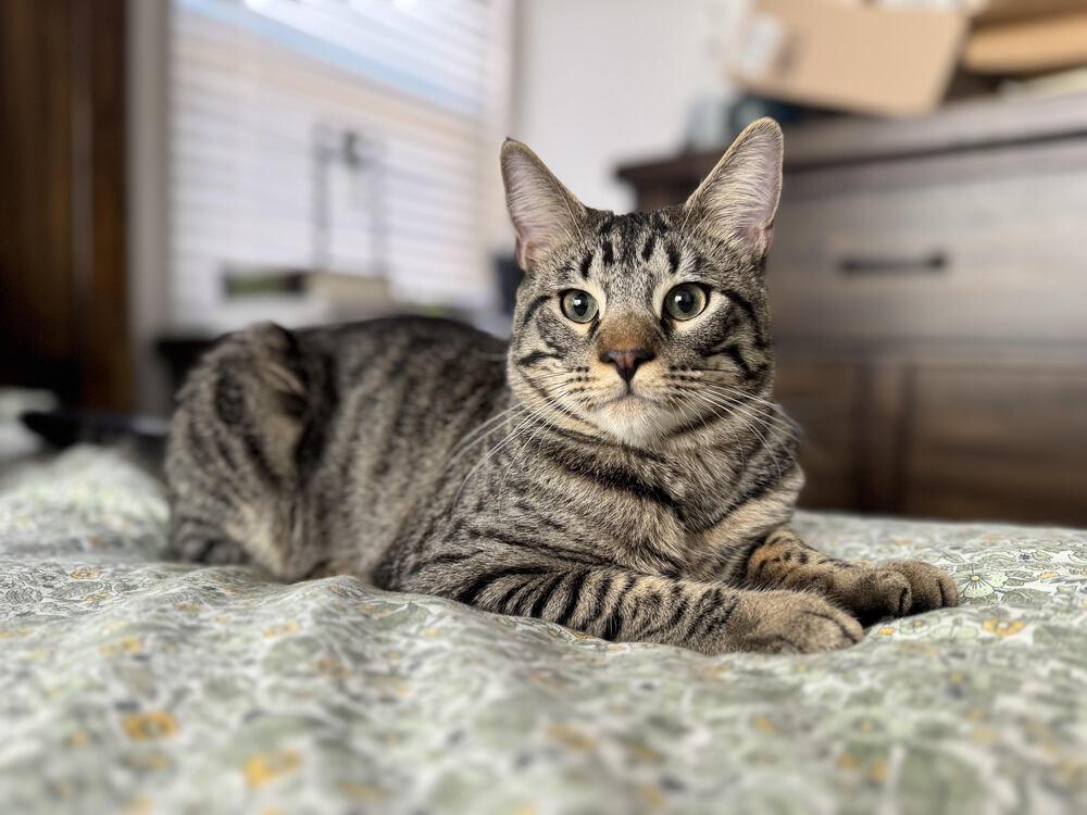 Jasper, a Adoptable Domestic Short Hair in Lancaster, CA image 4/4