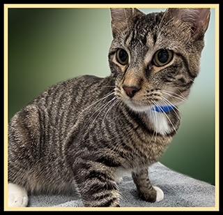 CUBBY, Adoptable, Young Male Domestic Short Hair.