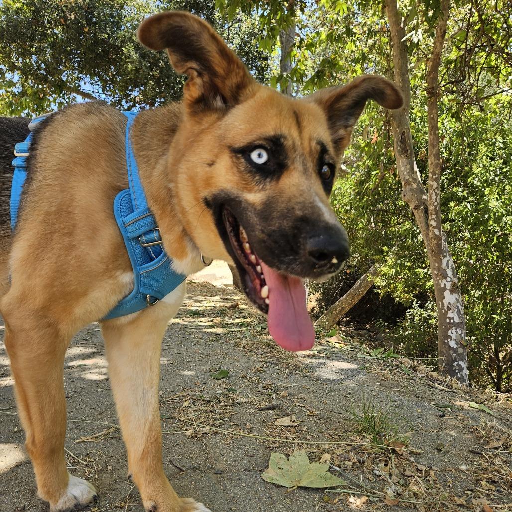 Louise, Adoptable, Adult Female Husky & Shepherd.