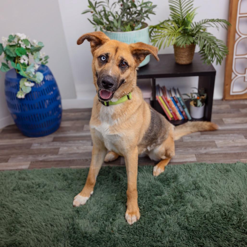 Enlarge Louise, a Adoptable mixed breed in Los Angeles, CA image 2/5