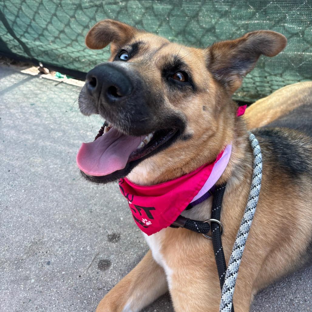 Enlarge Louise, a Adoptable mixed breed in Los Angeles, CA image 3/5