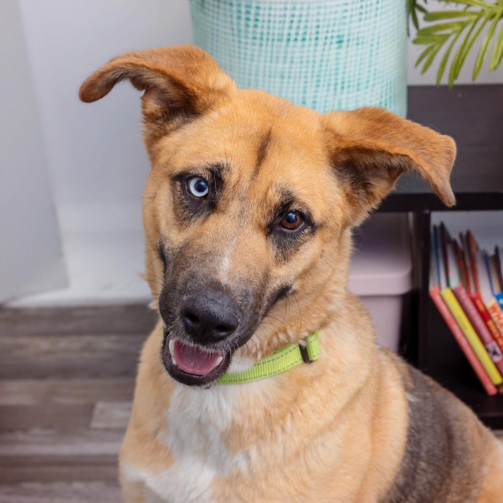 Enlarge Louise, a Adoptable mixed breed in Los Angeles, CA image 5/5