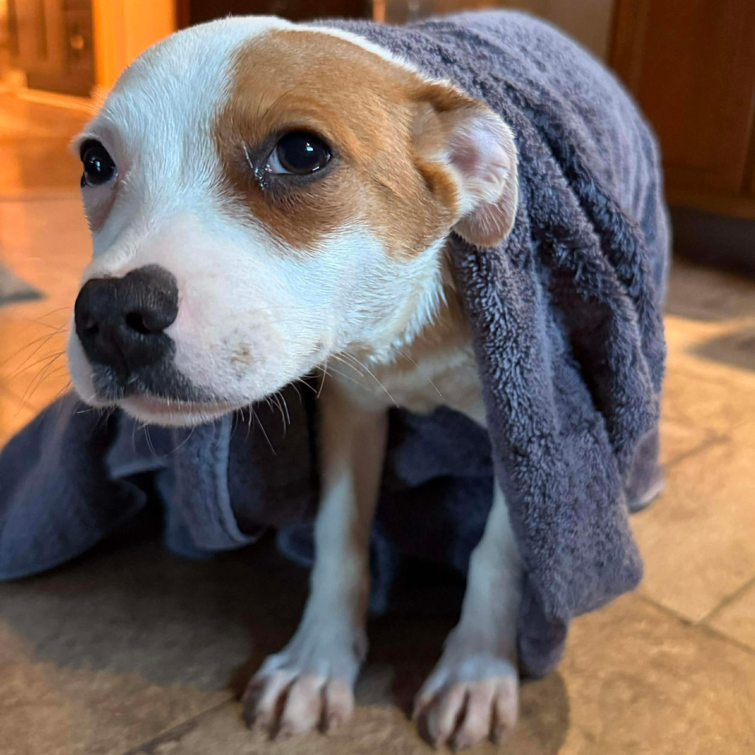 Shiki, a ADOPTABLE mixed breed in Dunkirk , NY image 2/3