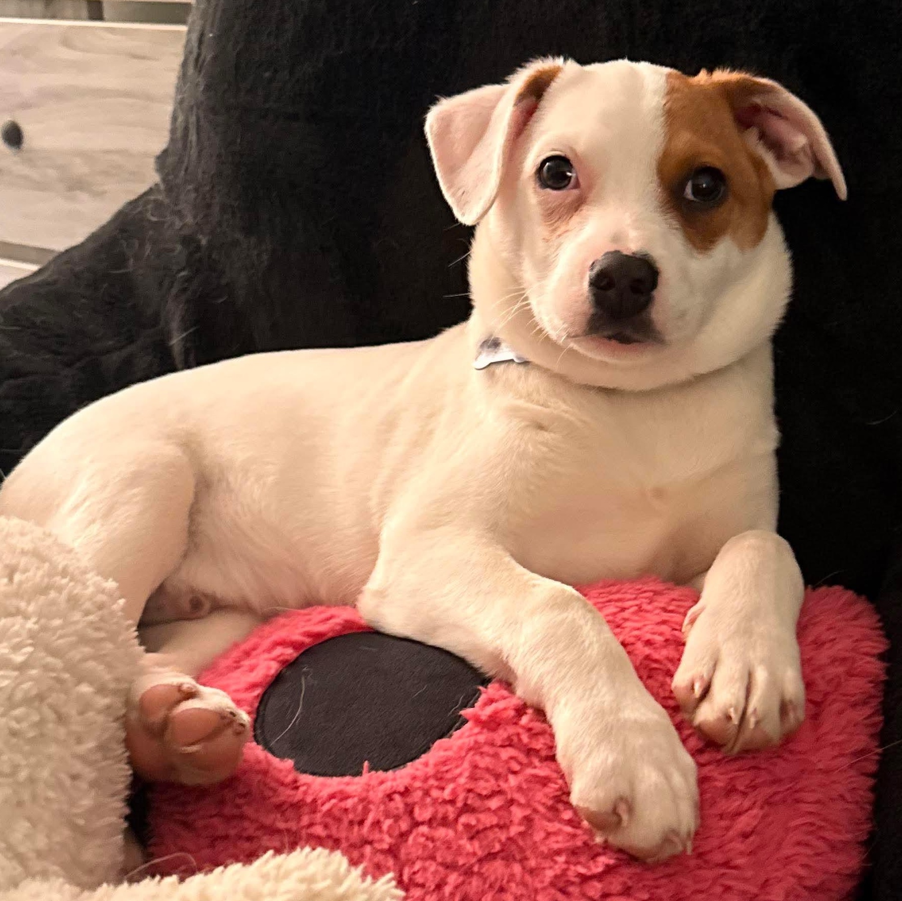 Shiki, a ADOPTABLE mixed breed in Dunkirk , NY image 1/3