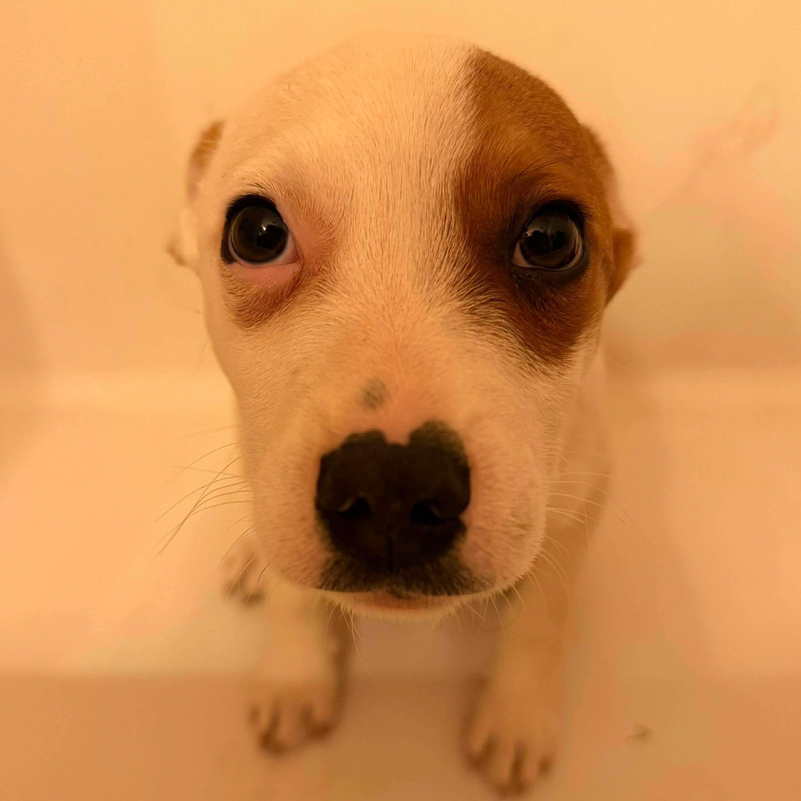 Shiki, a ADOPTABLE mixed breed in Dunkirk , NY image 3/3