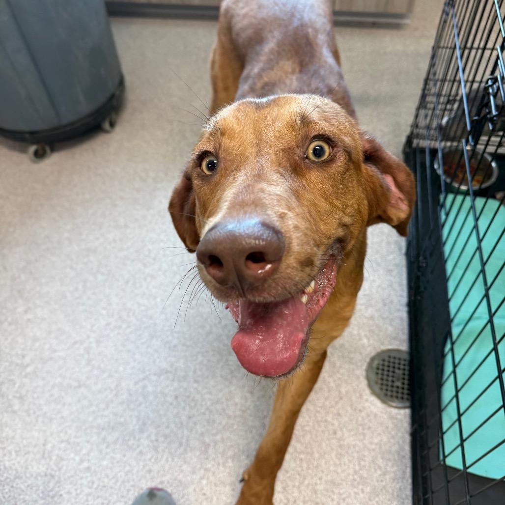 Enlarge Tucker, a Adoptable Bloodhound in Horn Lake, MS image 1/1