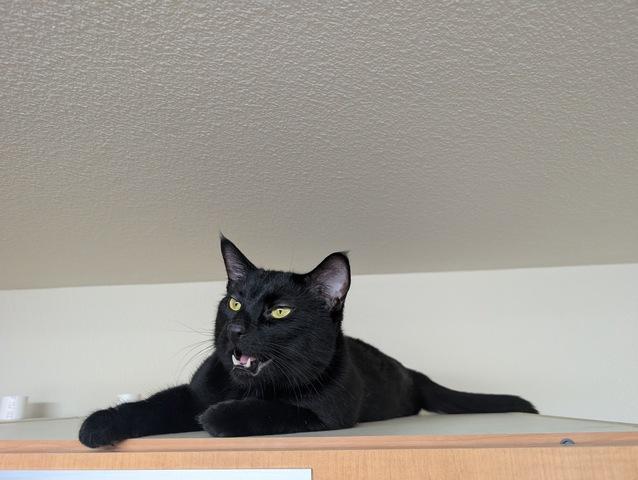 Rigatoni, Adoptable, Adult Male Domestic Short Hair.