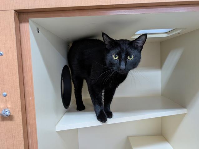 Rigatoni, a Adoptable Domestic Short Hair in Portland, OR image 2/4